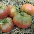 Tomates Captain Lucky