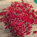 Une belle récolte de piments oiseau