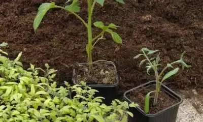 illustration Les semis de tomates