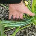 Courgette cocozelle de tripolis bio