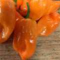 Habanero orange