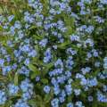 Tapis de Myosotis des Alpes