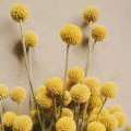 craspedia globosa