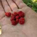 épinard fraise