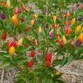 Piment Ordono