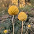 craspedia globuleuse