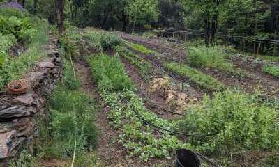 illustration Le risque de croisement des plantes au jardin