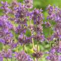Nepeta mussinii