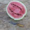 pastèque crimson sweet