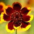 Cosmidium Brunette graines