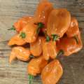 Habanero Orange