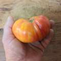 Tomate yellow paw paw