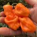 Piments habanero orange