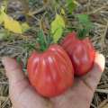 tomates sharpei graines
