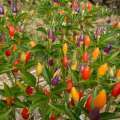 Piment ordono