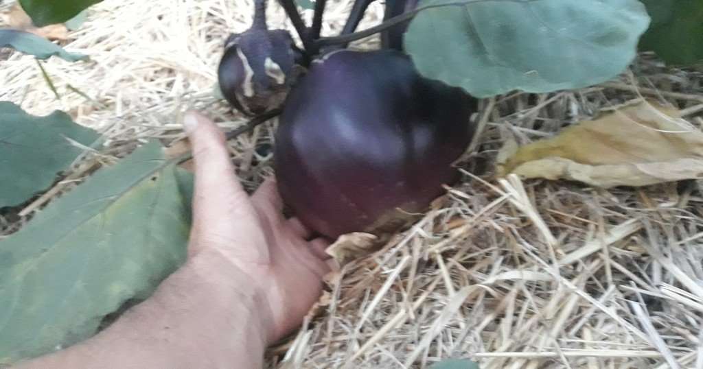 Graines biologiques d'Aubergine Kamo Pensez Sauvage