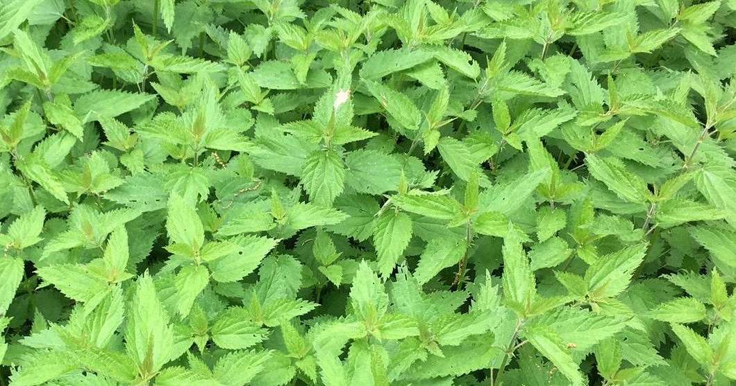 Graines De Grande Ortie Bio – 2000 Graines Urtica Dioica – Plante Comestible, Salades, Soupes – Culture Facile