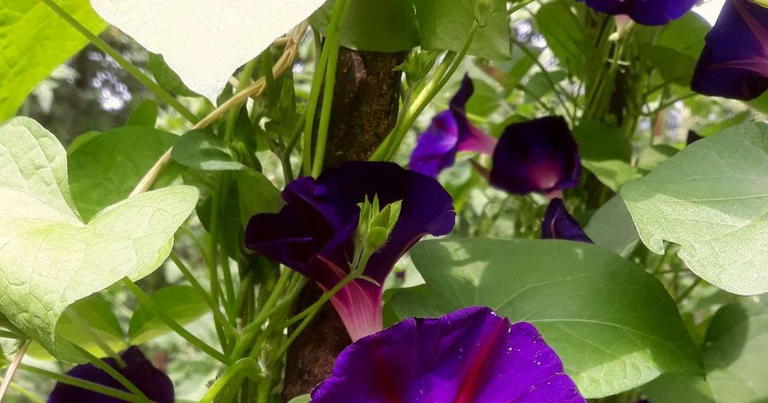 Plante A Fleurs Pourpres 7 Lettres