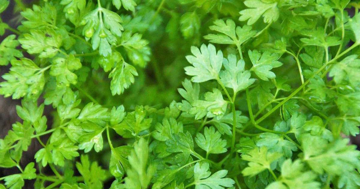 Cerfeuil : Semer, Planter, Déguster Les Aromatiques Avec - Foto 3