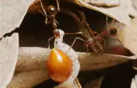 des fourmis qui ballade une graine de chélidoine