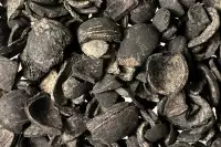 énormément de coque de noisettes fossilisées