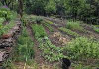 un jardin en pleine culture