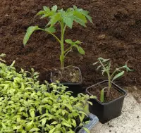une plantation de tomate