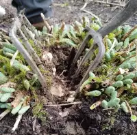 deux fourches bèches qui divisent une touffe