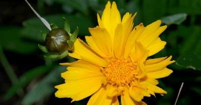 Graines De Bleuet Rose Cristal - Graines De Fleurs Roses - Graines De