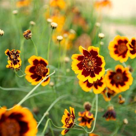 Cosmidium Brunette