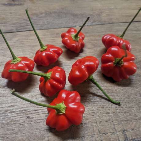 Piment Brazilian Starfish