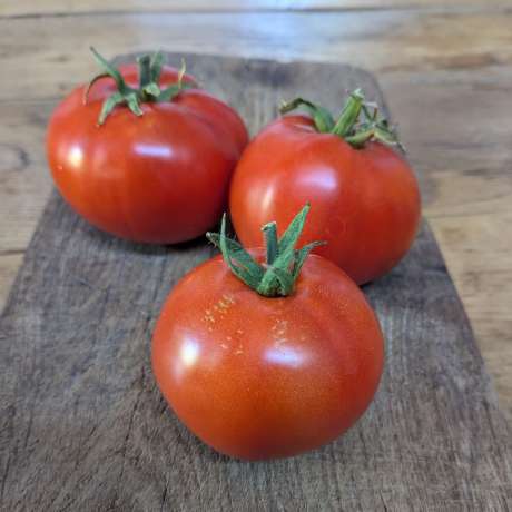 Tomate Mongolian Dwarf