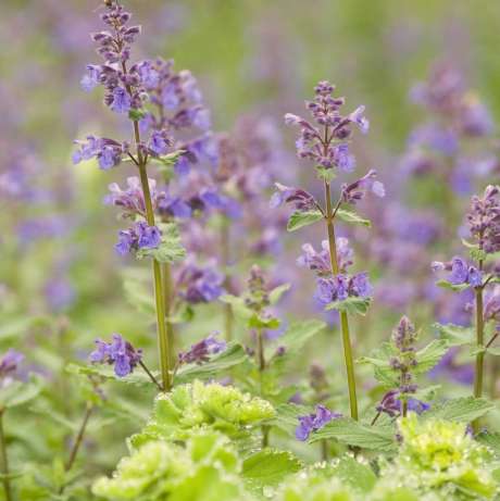 Nepeta de Mussin