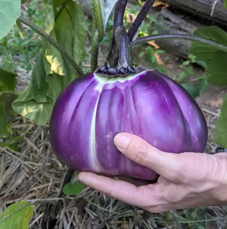 Aubergine Sancho Panza