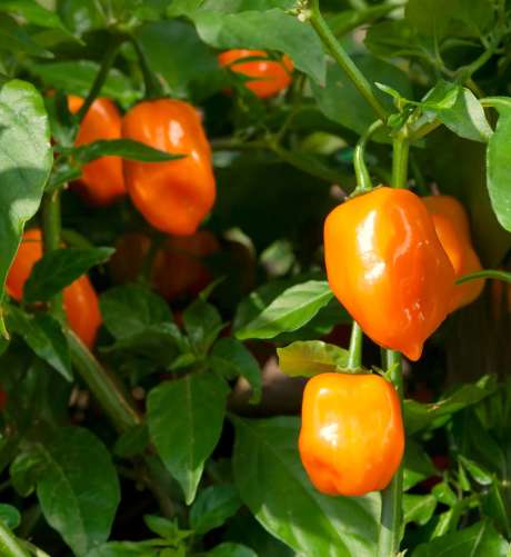 Piment Habanero orange
