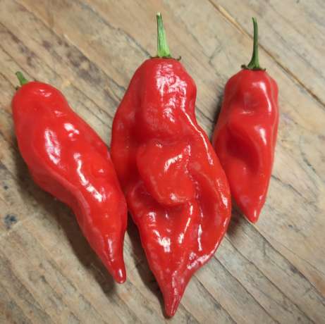 Piment Habanero rouge