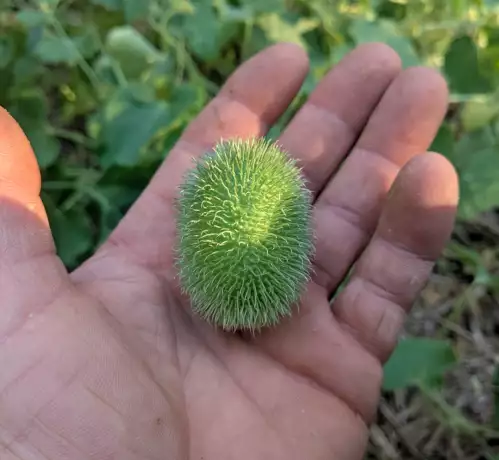 Concombre hérisson