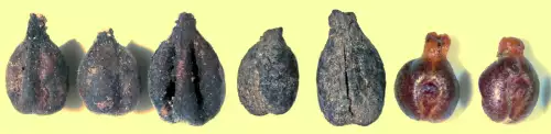une ribembelle de graines de raisin qui datent de l'époque jadis