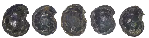 L'image montre des graines de pavots fossilisées