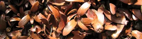 plein de graines au sol