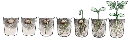 dessin de pot de fleur avec une graine qui germe et se tranforme petit a petit en plantule