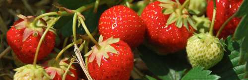 des fraises