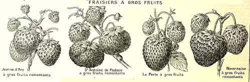 Une planche ancienne de gravure de fraises