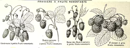 Une planche ancienne de gravure de fraises