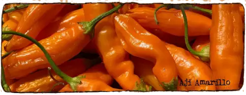 L'image montre des Piments Aji Amarillo en vrac, ils sont jaunes