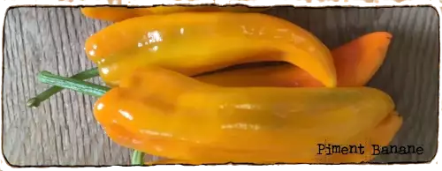 La photo montre un piment banane, il est jaune