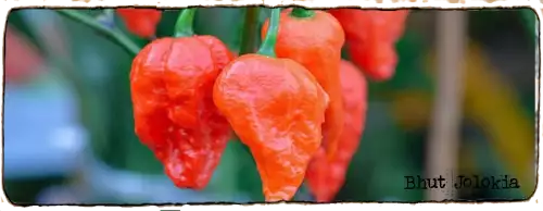 L'image montre un grappe de Piment Bhut Jolokia, il sont rouges et fripés