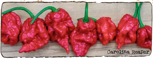 L'image montre sept Pimentd Carolina Reaper, ils sont cotes à cotes, ils sont rouges et fripés