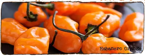 sur cette image on voit des Piments Habanero Orange, il y en a quatre ou cinq en vrac