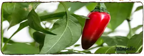 L'image montre un piment Jalapeno, il est rouge sur le pied